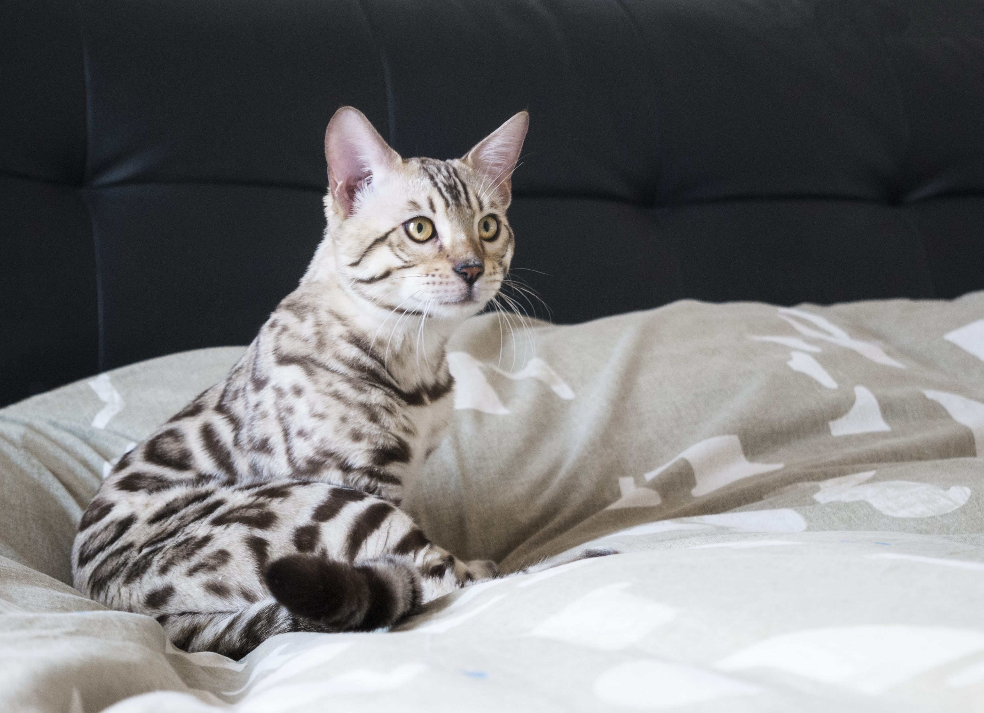 Enea – Bengal Kitten